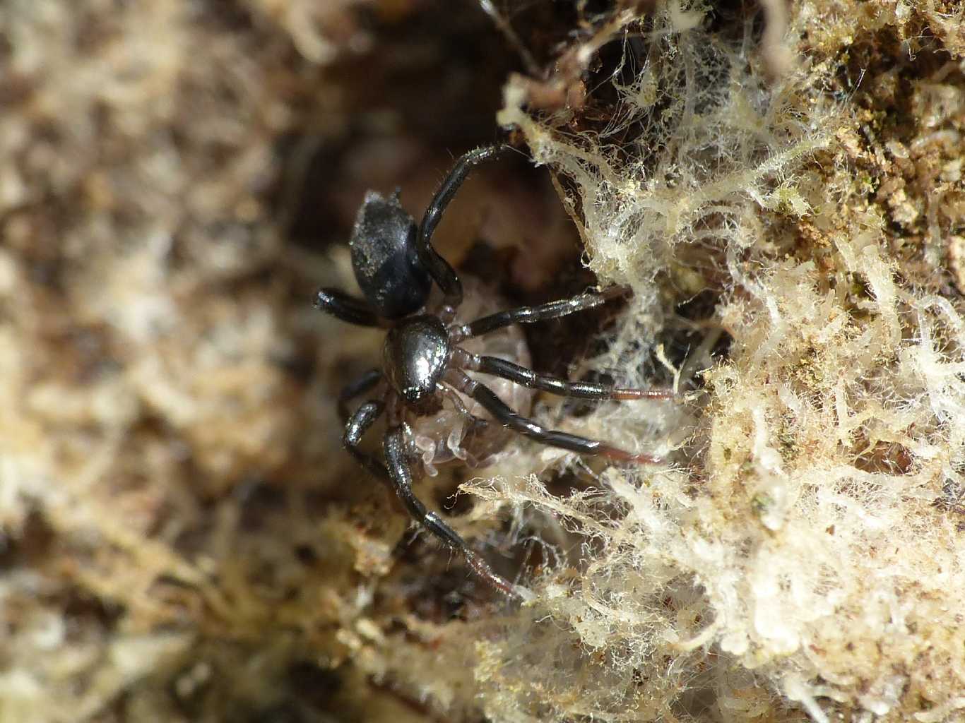 Drassyllus sp. con preda (Isopoda) - Montecompatri (RM)